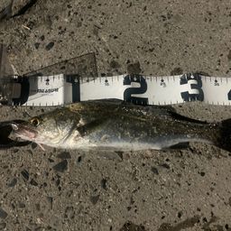 セイゴ（マルスズキ）