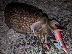 シリヤケイカの釣果