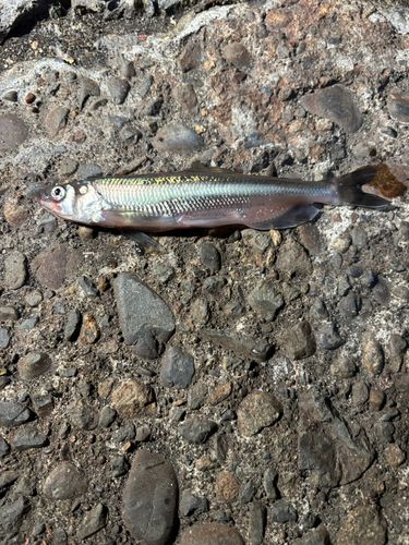 シシャモの釣果