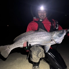 オオニベの釣果