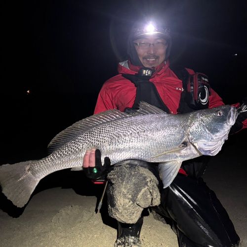 オオニベの釣果
