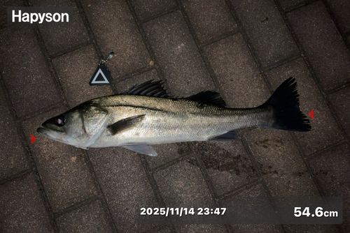 シーバスの釣果