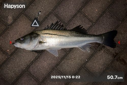 シーバスの釣果