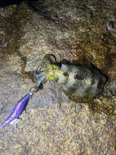 アオリイカの釣果