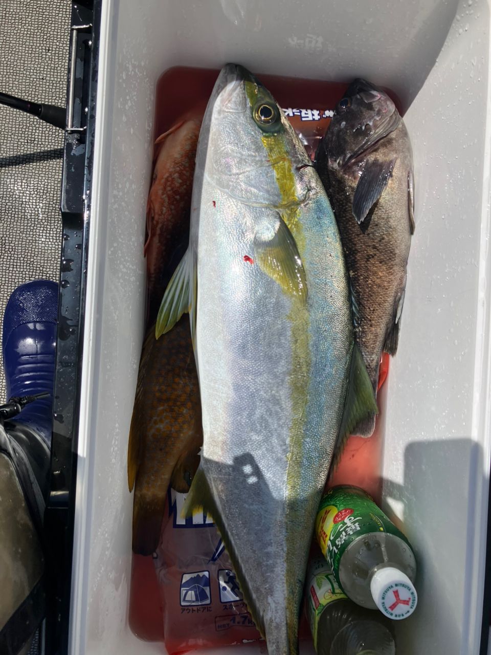 kunisanさんの釣果 2枚目の画像