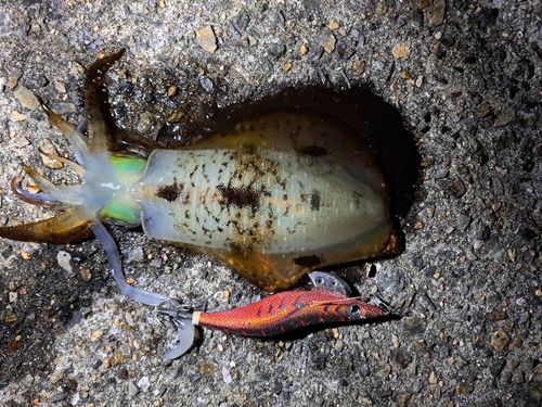 アオリイカの釣果