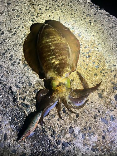 アオリイカの釣果