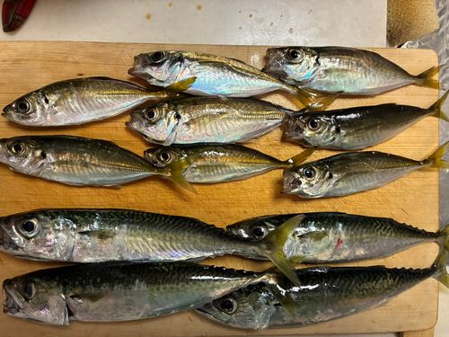 アジの釣果
