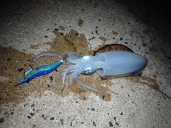 アオリイカの釣果