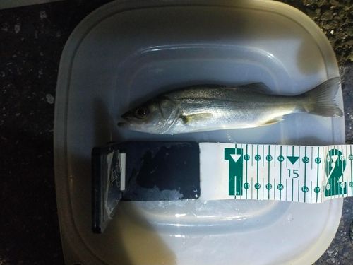 セイゴ（マルスズキ）の釣果