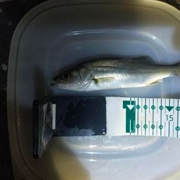 セイゴ（マルスズキ）