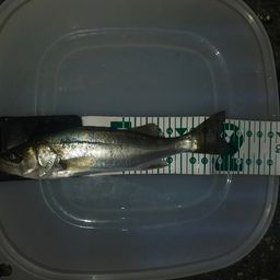 セイゴ（マルスズキ）