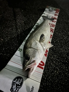 シーバスの釣果