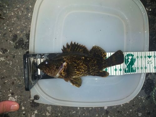 タケノコメバルの釣果