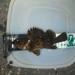 タケノコメバル