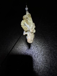 イイダコの釣果