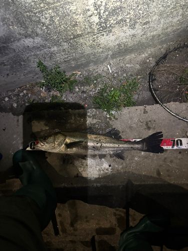 シーバスの釣果