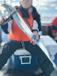 タチウオの釣果