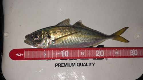 マアジの釣果