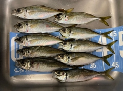 アジの釣果