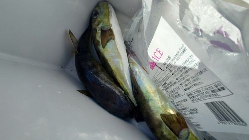 シロサバフグの釣果
