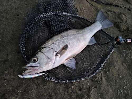 ヒラスズキの釣果