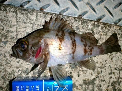 メバルの釣果