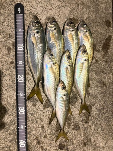 アジの釣果