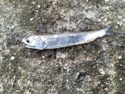 カタクチイワシの釣果