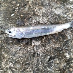 カタクチイワシ