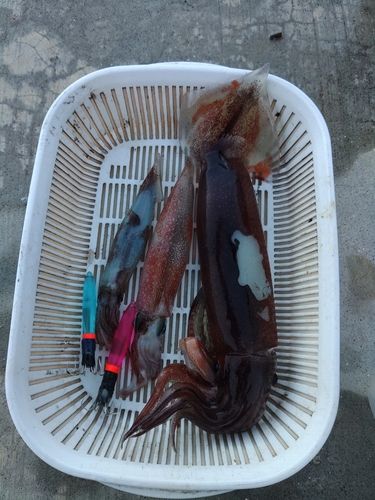 スルメイカの釣果