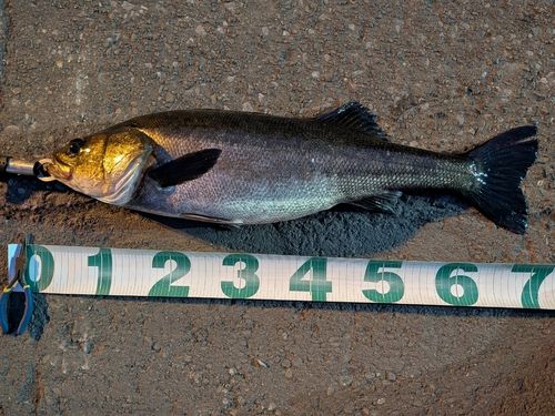 東京湾（アクアライン〜富津）