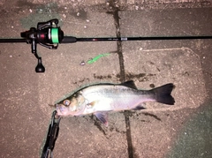 セイゴ（ヒラスズキ）の釣果