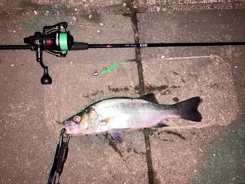 セイゴ（ヒラスズキ）の釣果