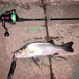 セイゴ（ヒラスズキ）