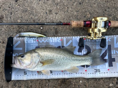 ブラックバスの釣果