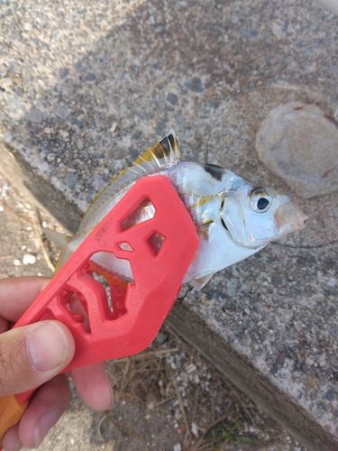 ヒイラギの釣果