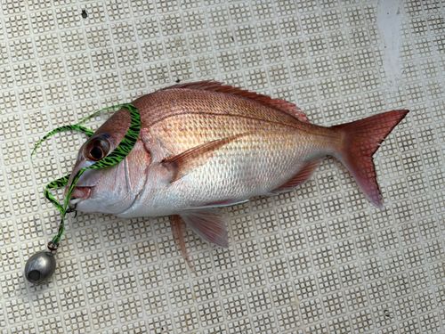 ヘダイの釣果