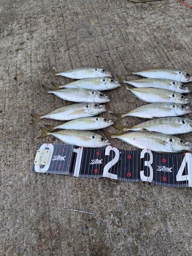 アジの釣果