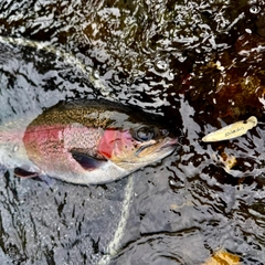 ニジマスの釣果