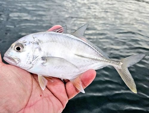 ロウニンアジの釣果