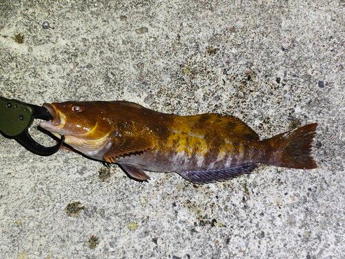 アイナメの釣果