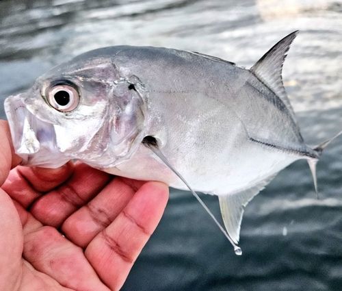 ギンガメアジの釣果