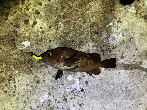 エゾメバルの釣果