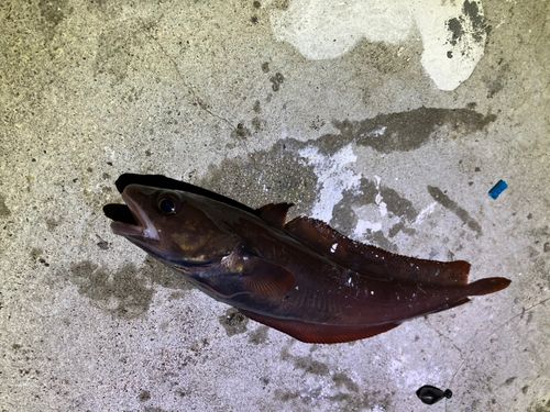 キラキラ公園（苫小牧西港）