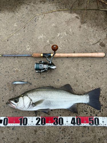 ヒラスズキの釣果