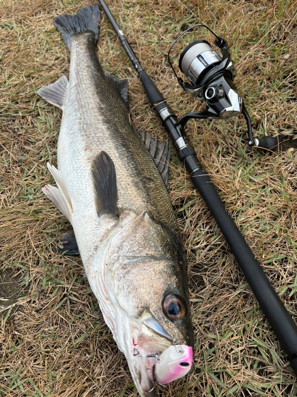 GCRAFT セブンセンスTR ミッドナイトモンスター MMS-992-TRの最安値