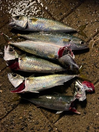 サバの釣果