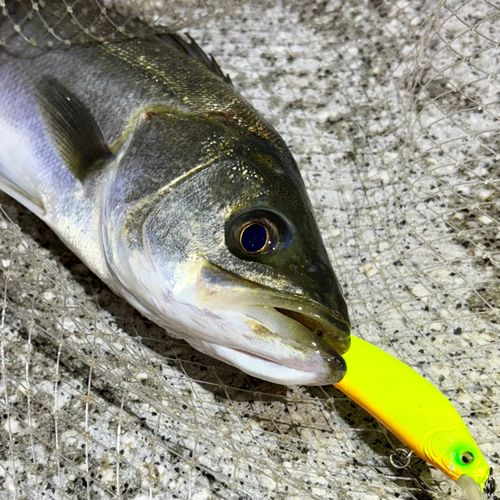 フッコ（マルスズキ）の釣果