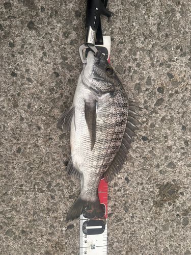 チヌの釣果